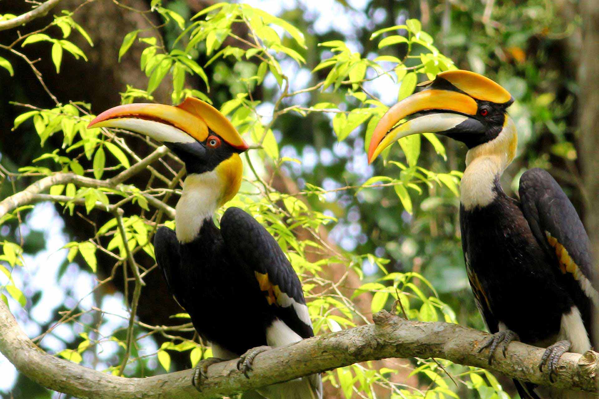 <p>Assam Grand Wilderness &amp; Tribal Trails Retreat</p>