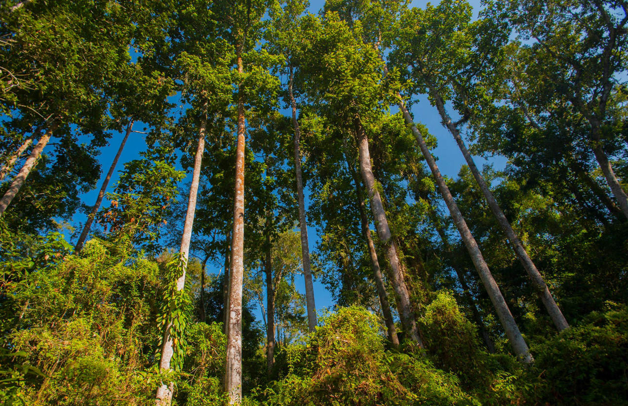 <p>Upper Assam &amp; Eastern Arunachal Wildlife &amp; Riverine Retreat</p>