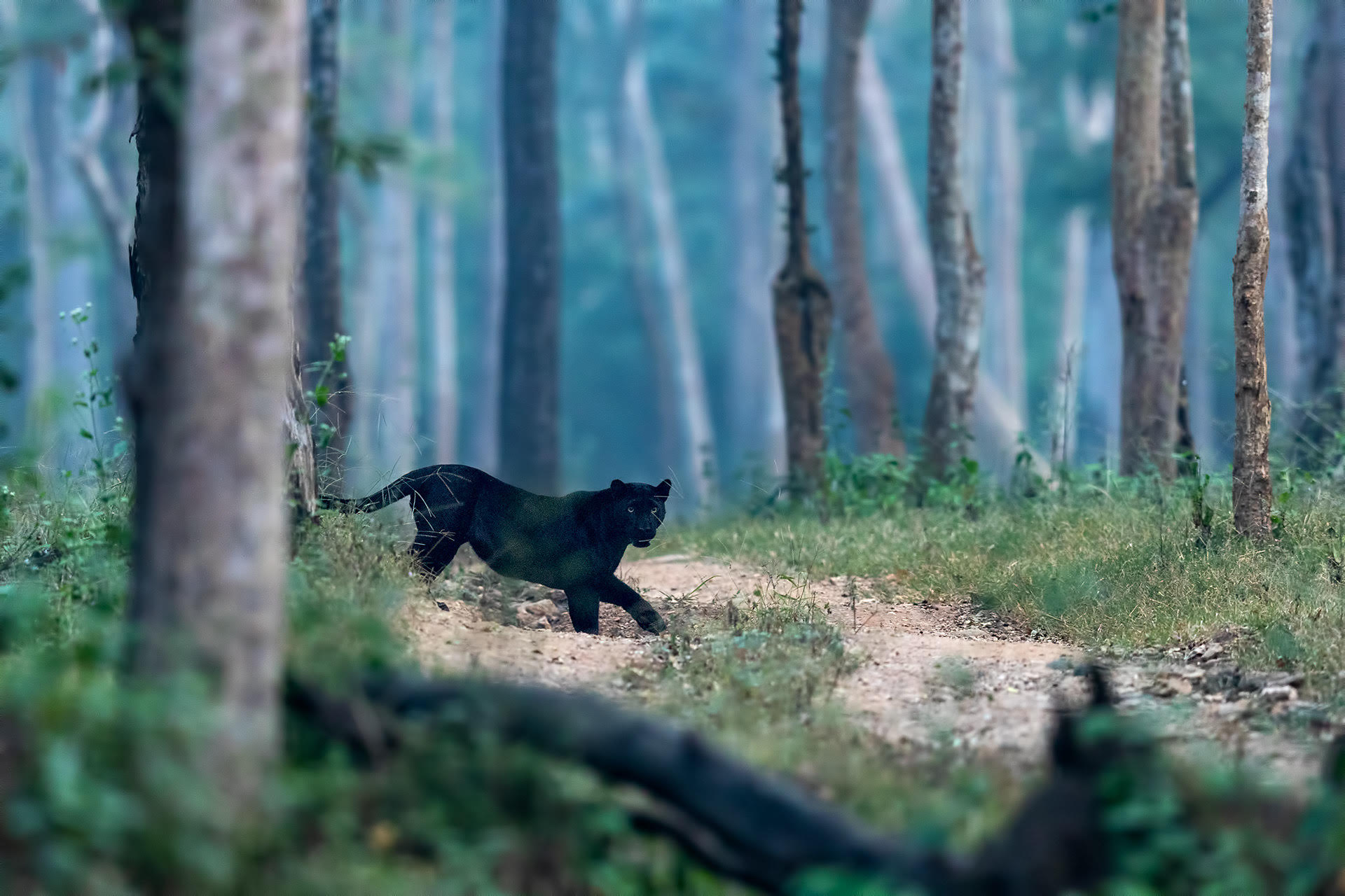 <p>Royal Heritage &amp; Wildlife Safari</p>