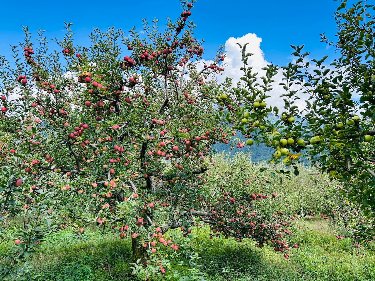 <p>Sacred Valleys, Alpine Walks &amp; High-Pass Adventure</p>