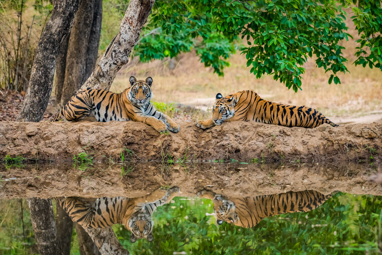 <p>Central India Tiger &amp; Wildlife Escape</p>
