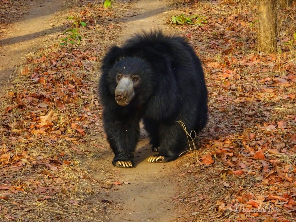 <p>Bhopal &amp; Satpura Wildlife Escape</p>